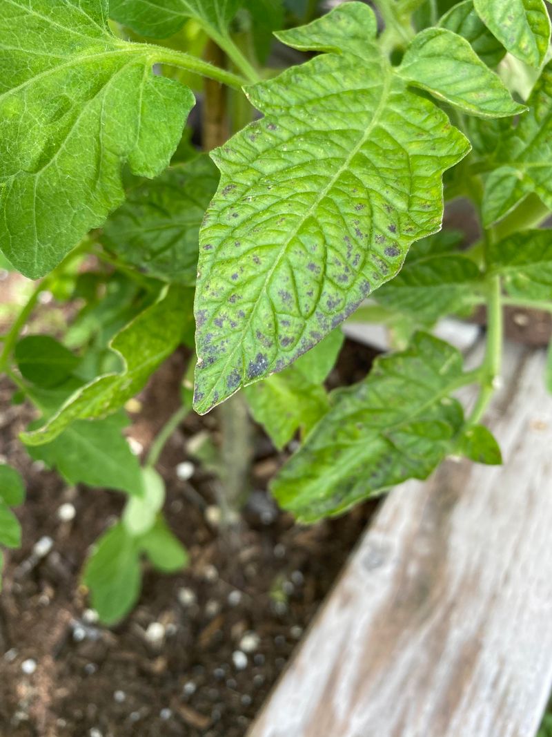 Fungal Disease Prevention
