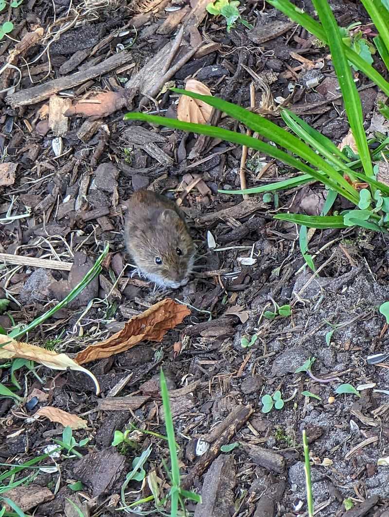 Mole and Vole Underground Defense