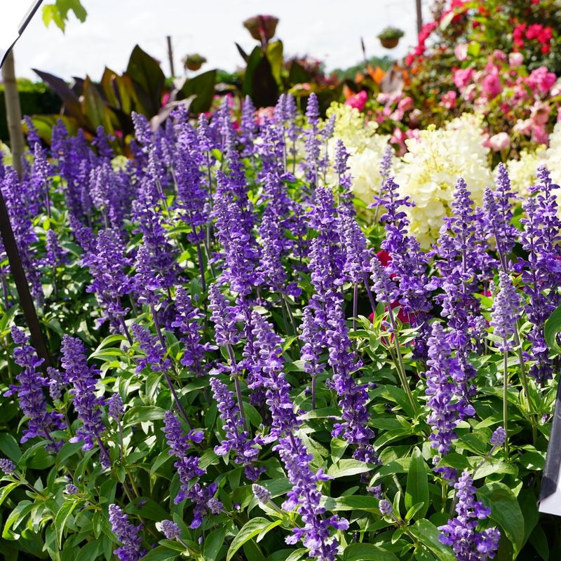 Salvia