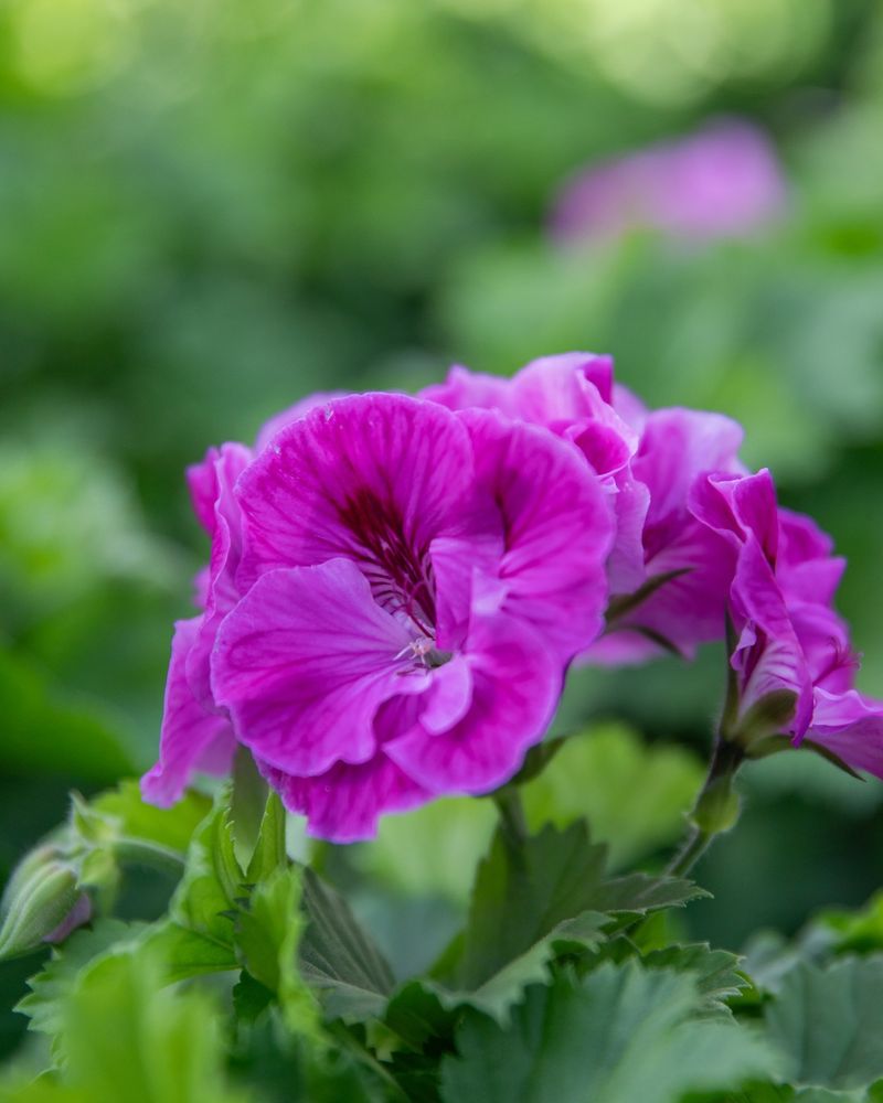 Geraniums