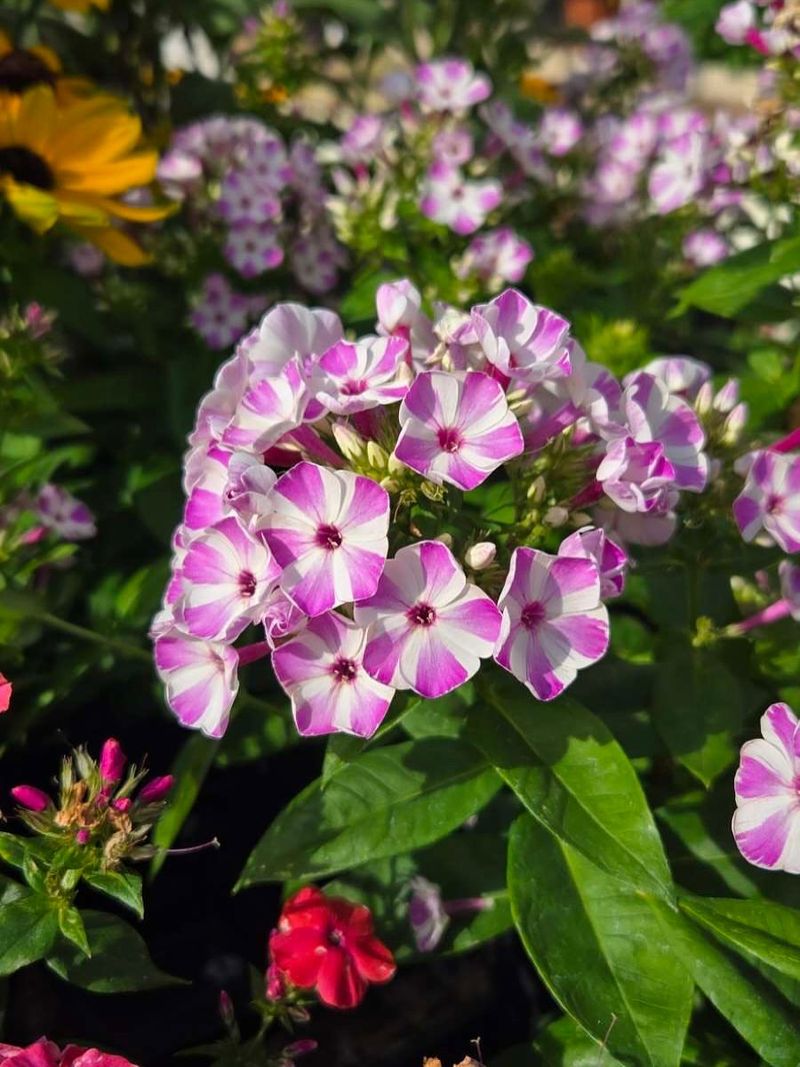 Phlox