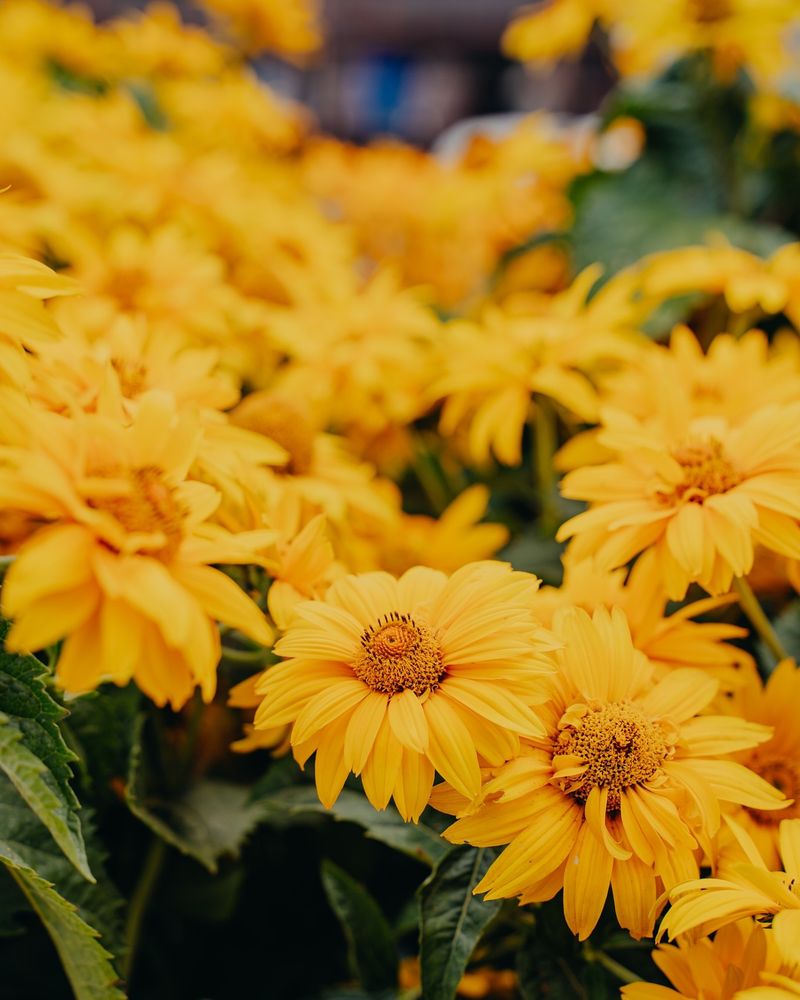 Heliopsis (False Sunflower)
