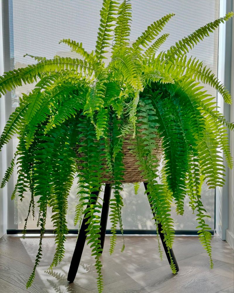 Boston Fern – Lush and Safe