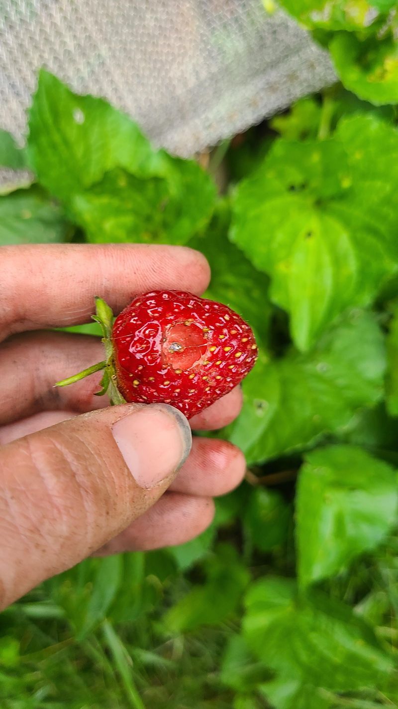 Strawberries