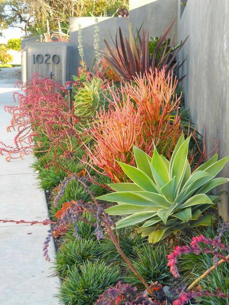 Agave