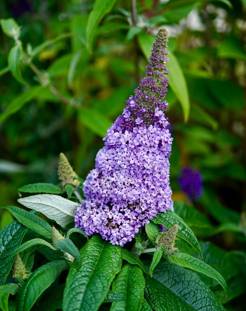 Flowering Nectar Plants