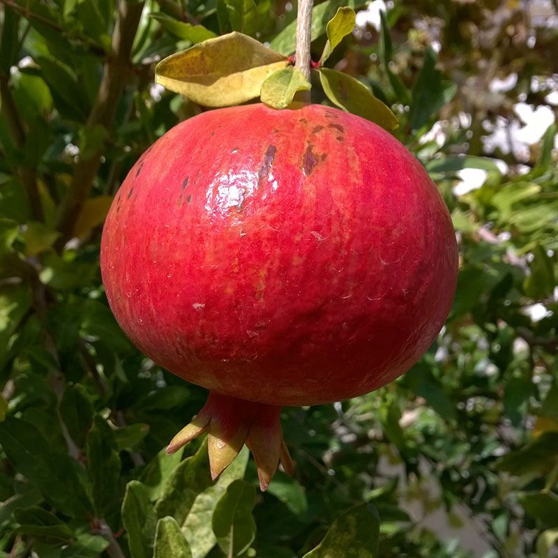 Pomegranates