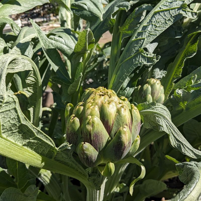 Artichokes