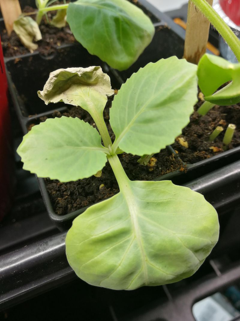 Cabbage