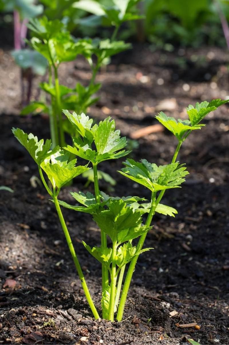 Celery Demands More Water Than Texas Can Give