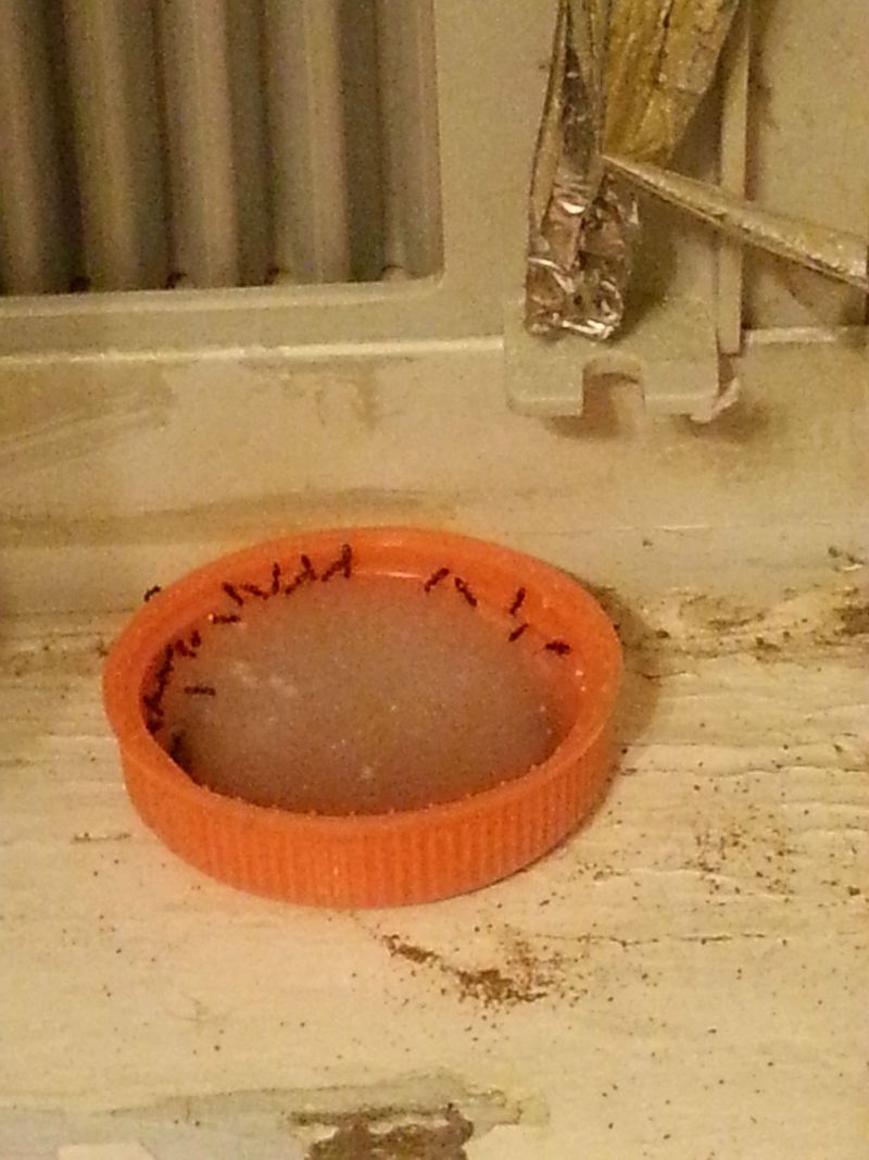 Boric Acid And Honey Bait