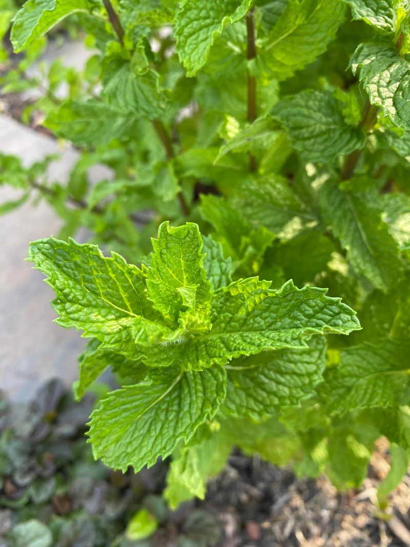 Mint Plants: Living Deterrent
