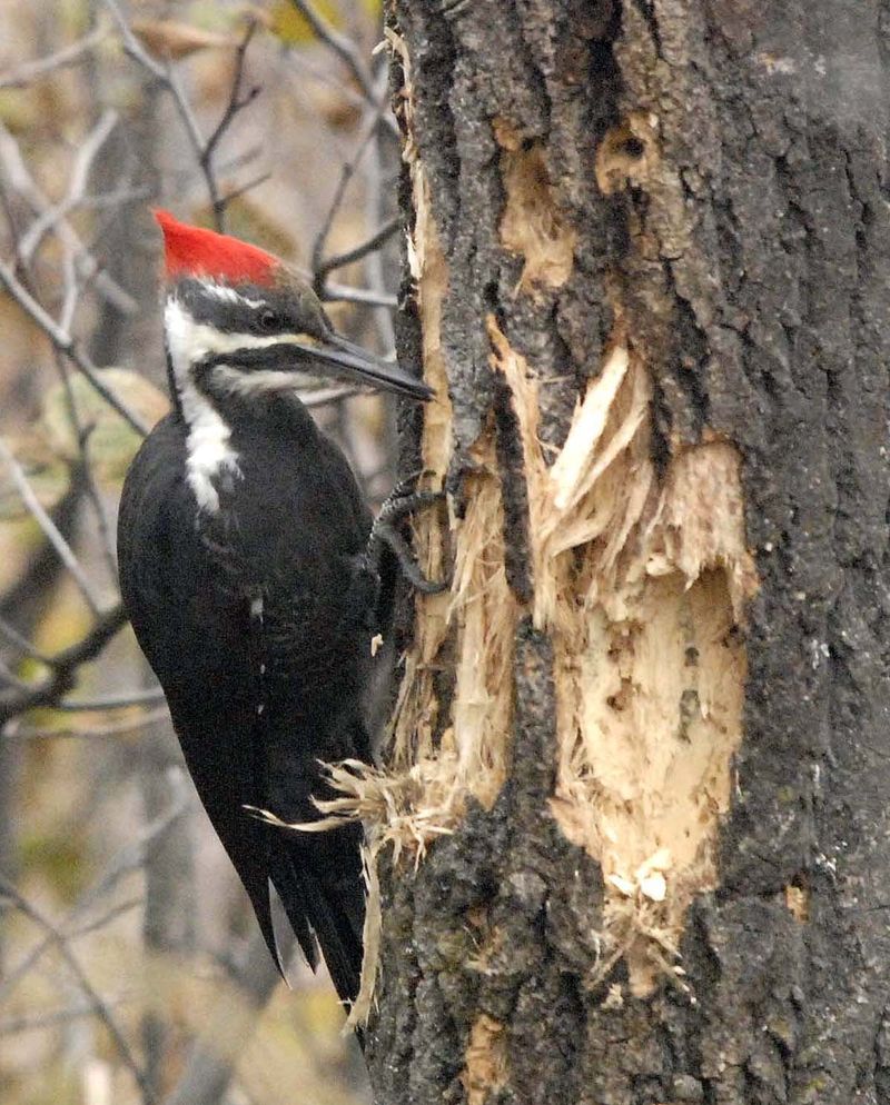 Pileated Woodpeckers Save Trees From Destructive Insects