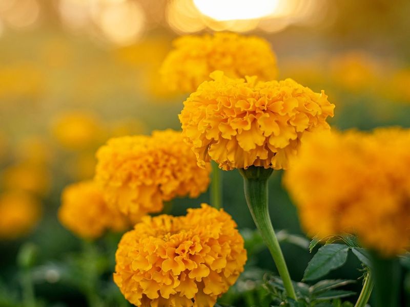 Marigolds Stand Guard In Gardens