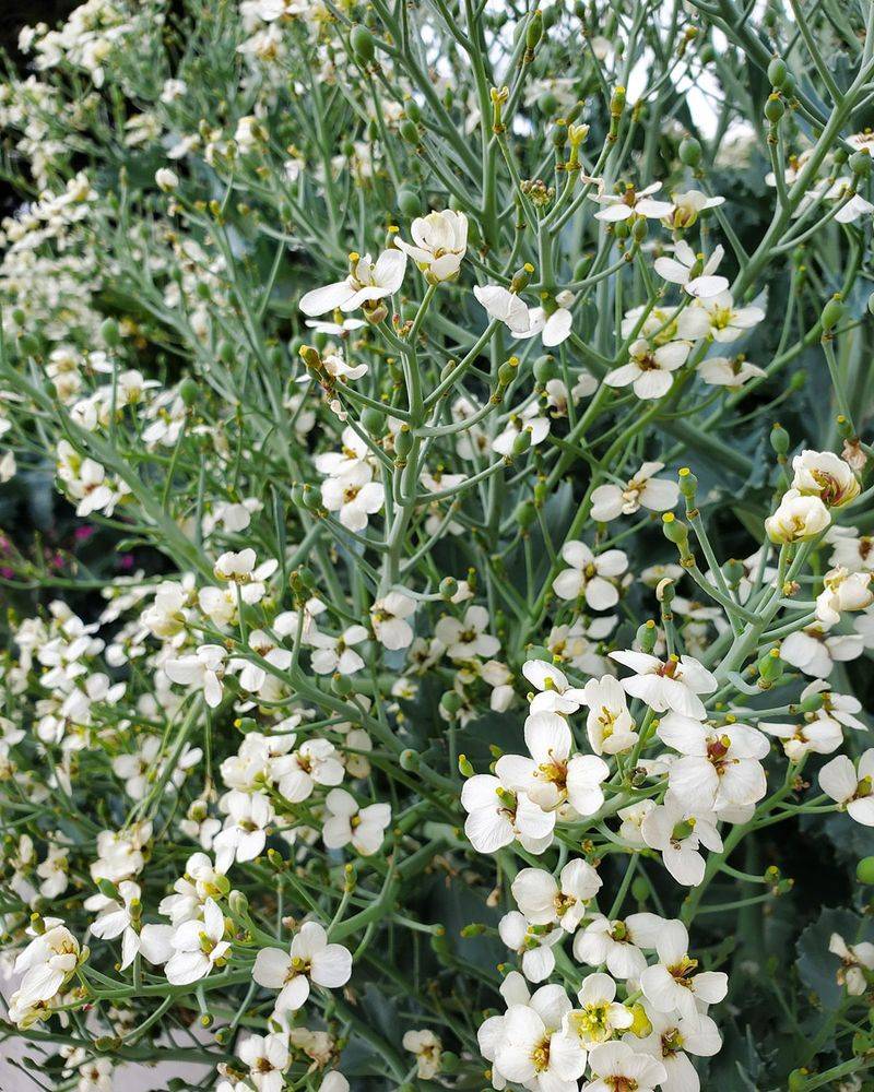 Sea Kale: The Coastal Delicacy