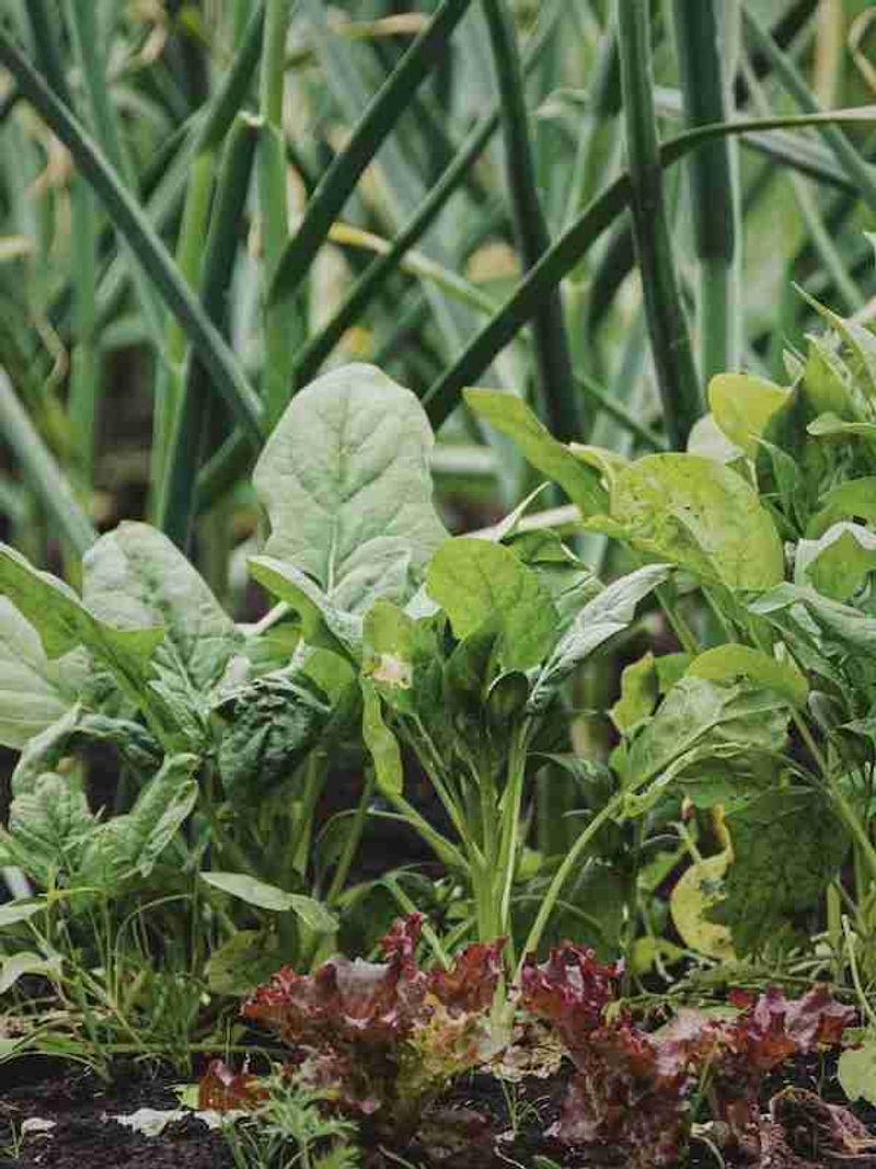Spinach
