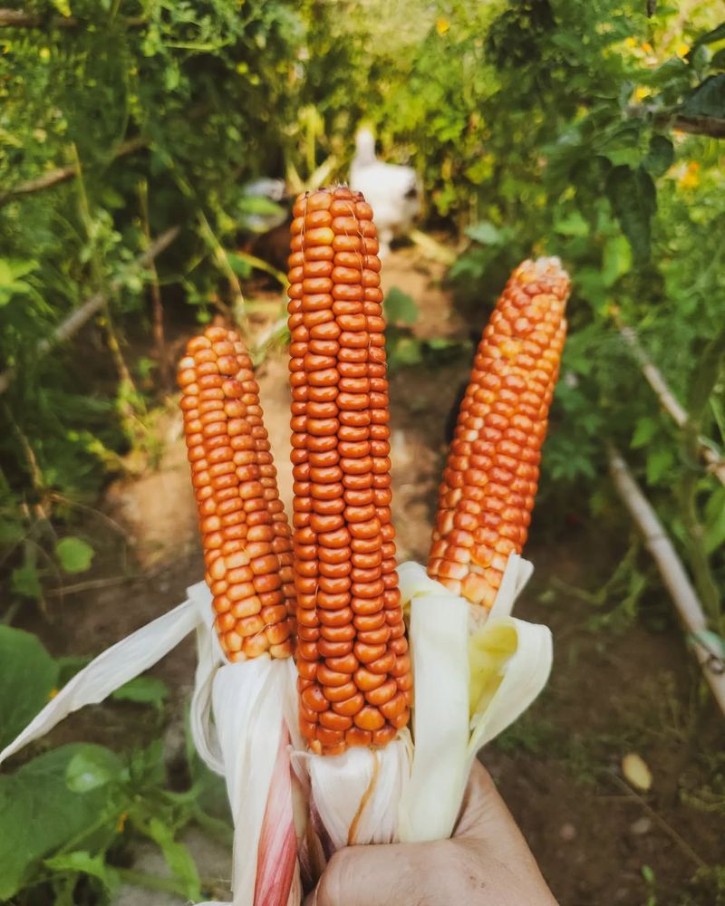 Long-Season Corn