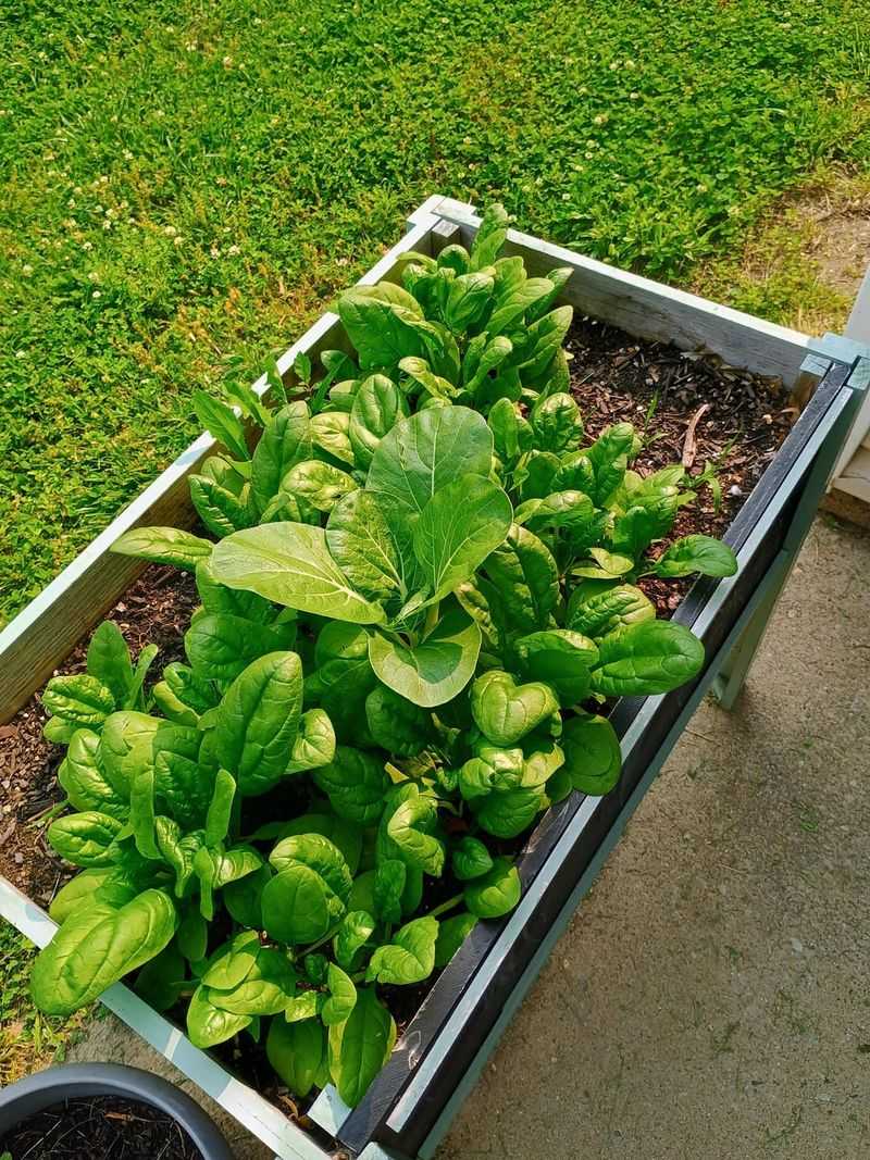 Spinach Bolts At The First Hint Of Warmth