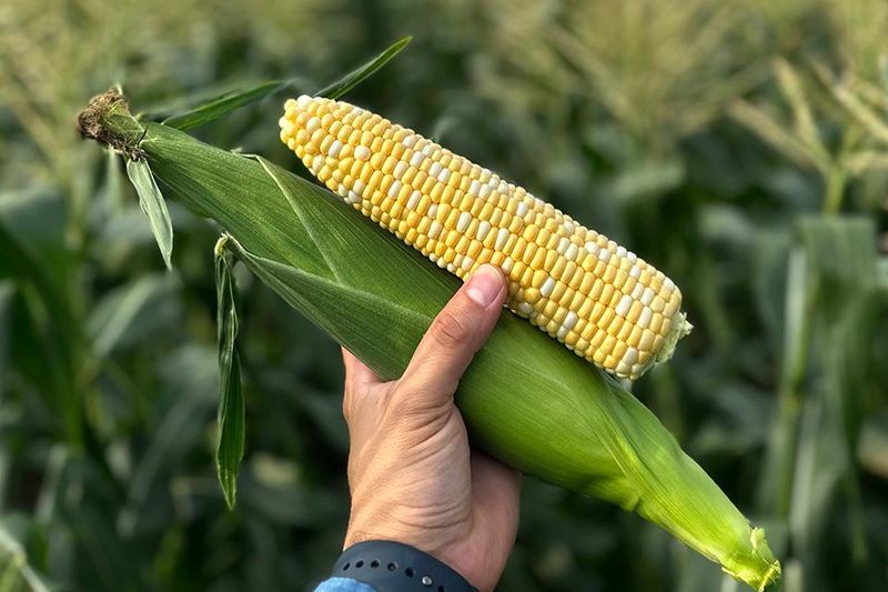 Long-Season Corn Varieties