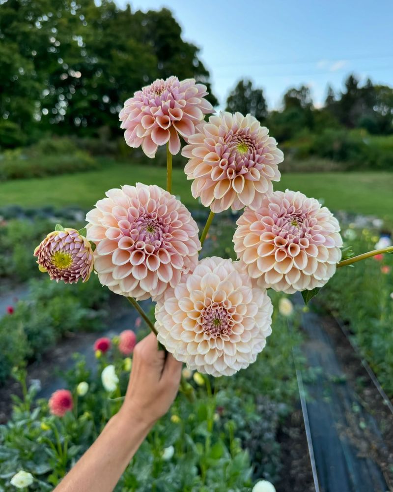 Dahlias
