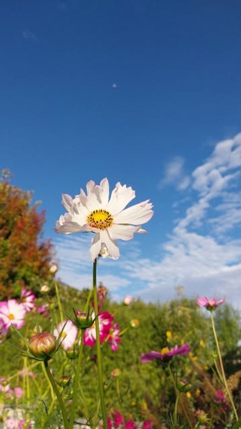 Cosmos Dance in Summer Breezes