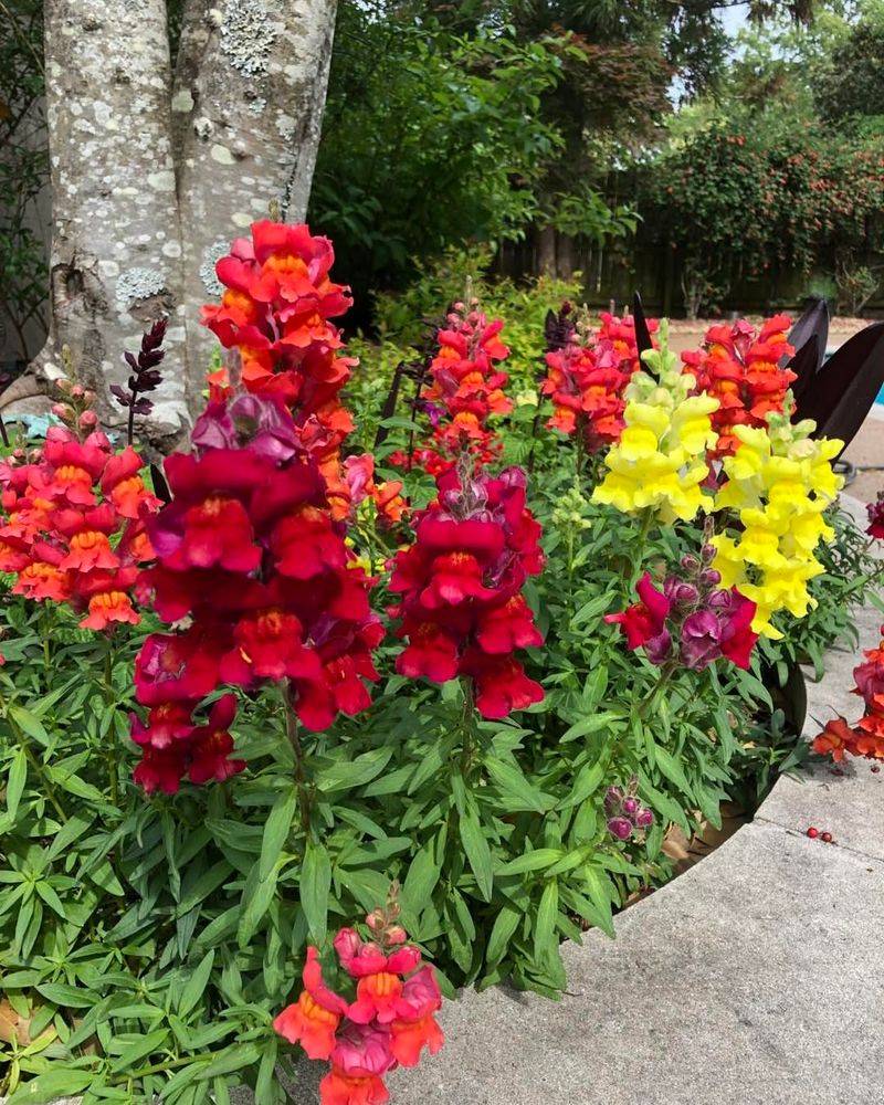 Snapdragons