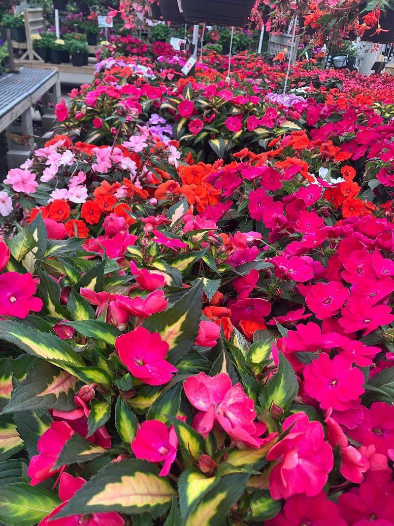 SunPatiens