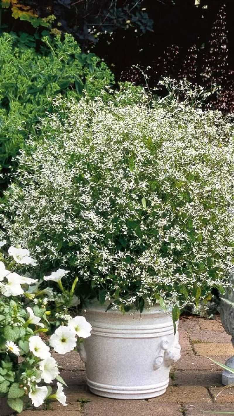 Euphorbia 'Diamond Frost'