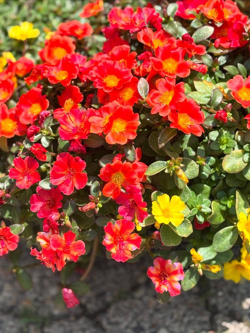 Portulaca: Sunshine Lovers