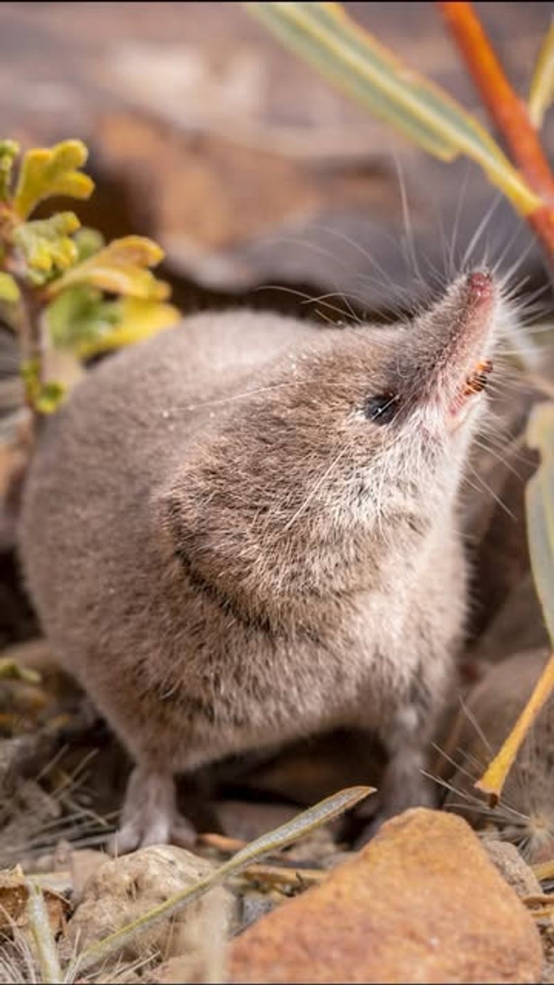 Shrews