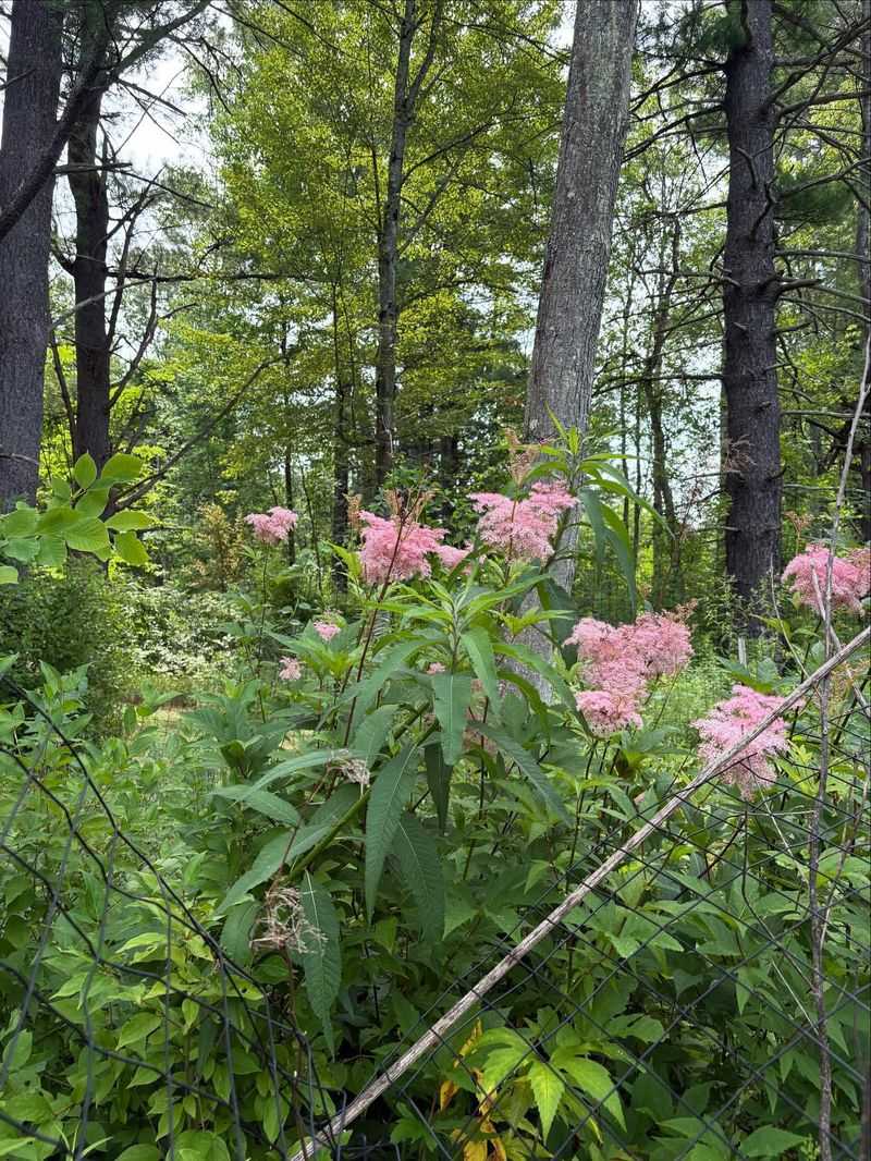 Filipendula