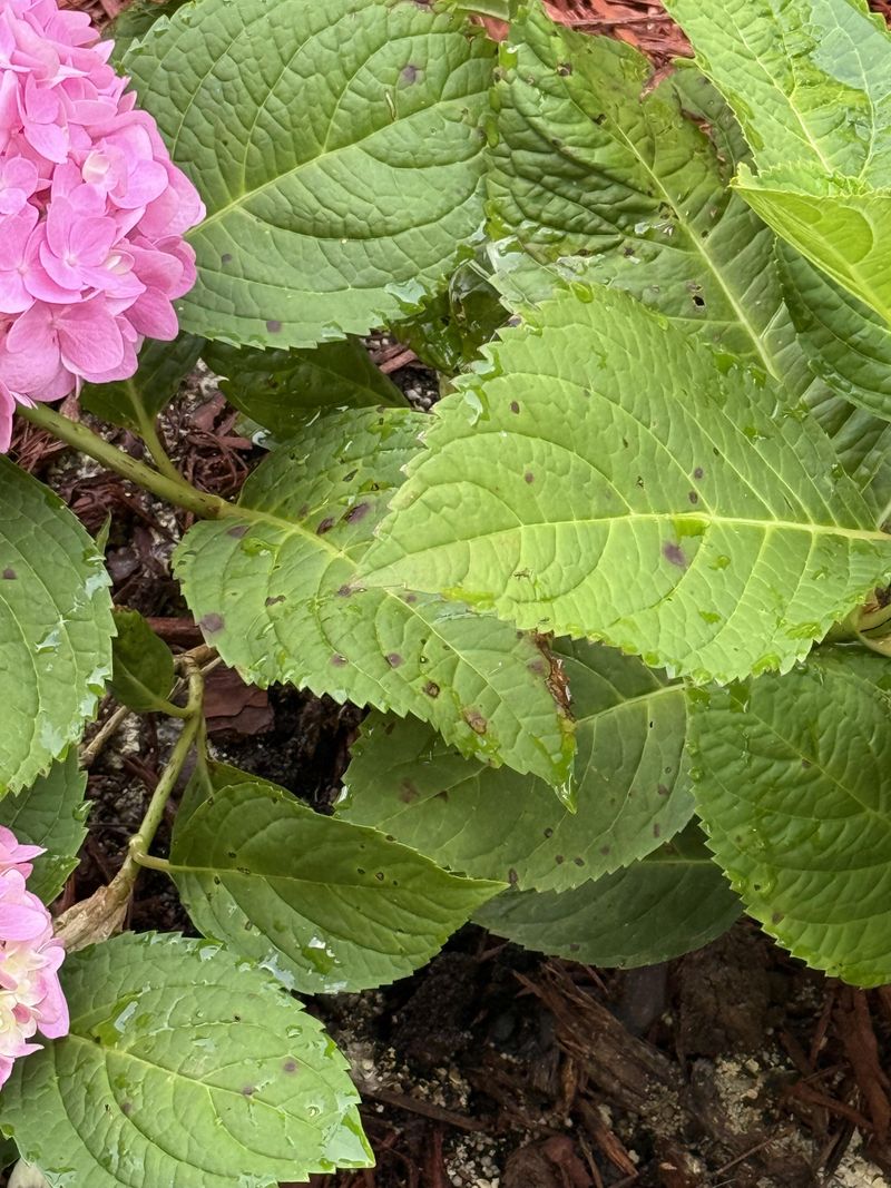 Anthracnose Infection