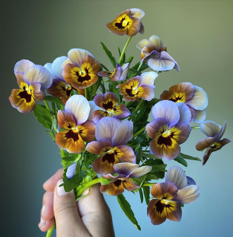Viola