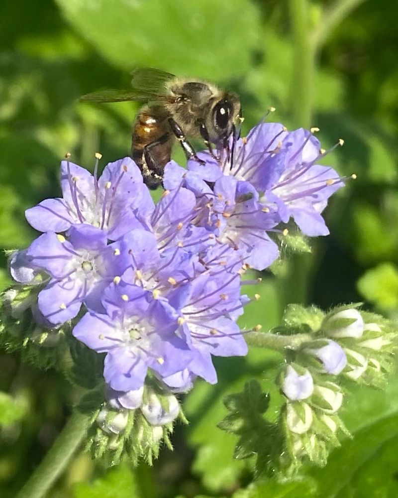 Phacelia