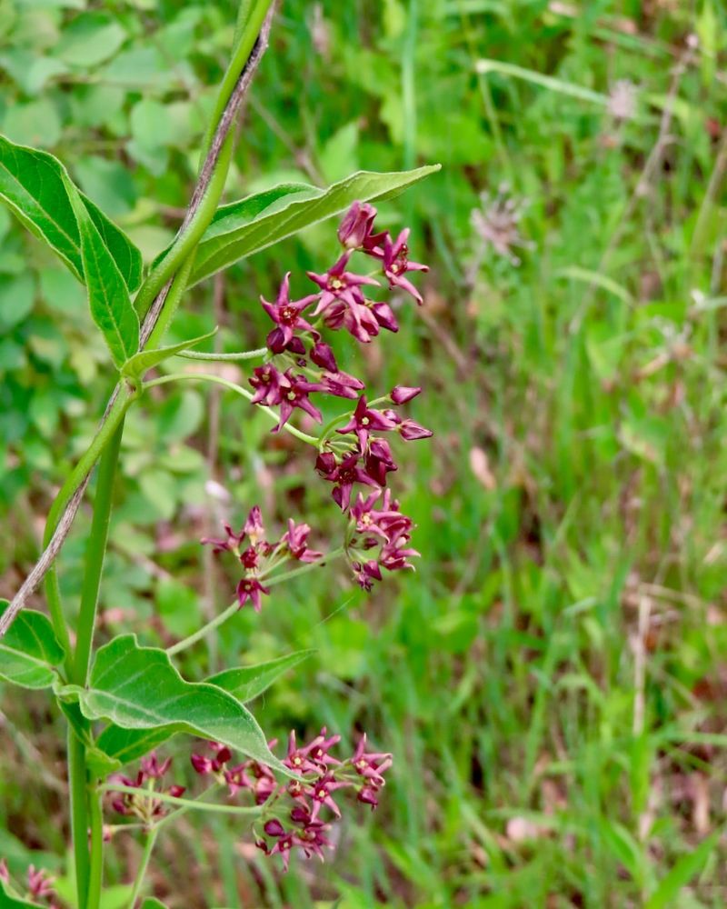 Non-Native Plants That Spread