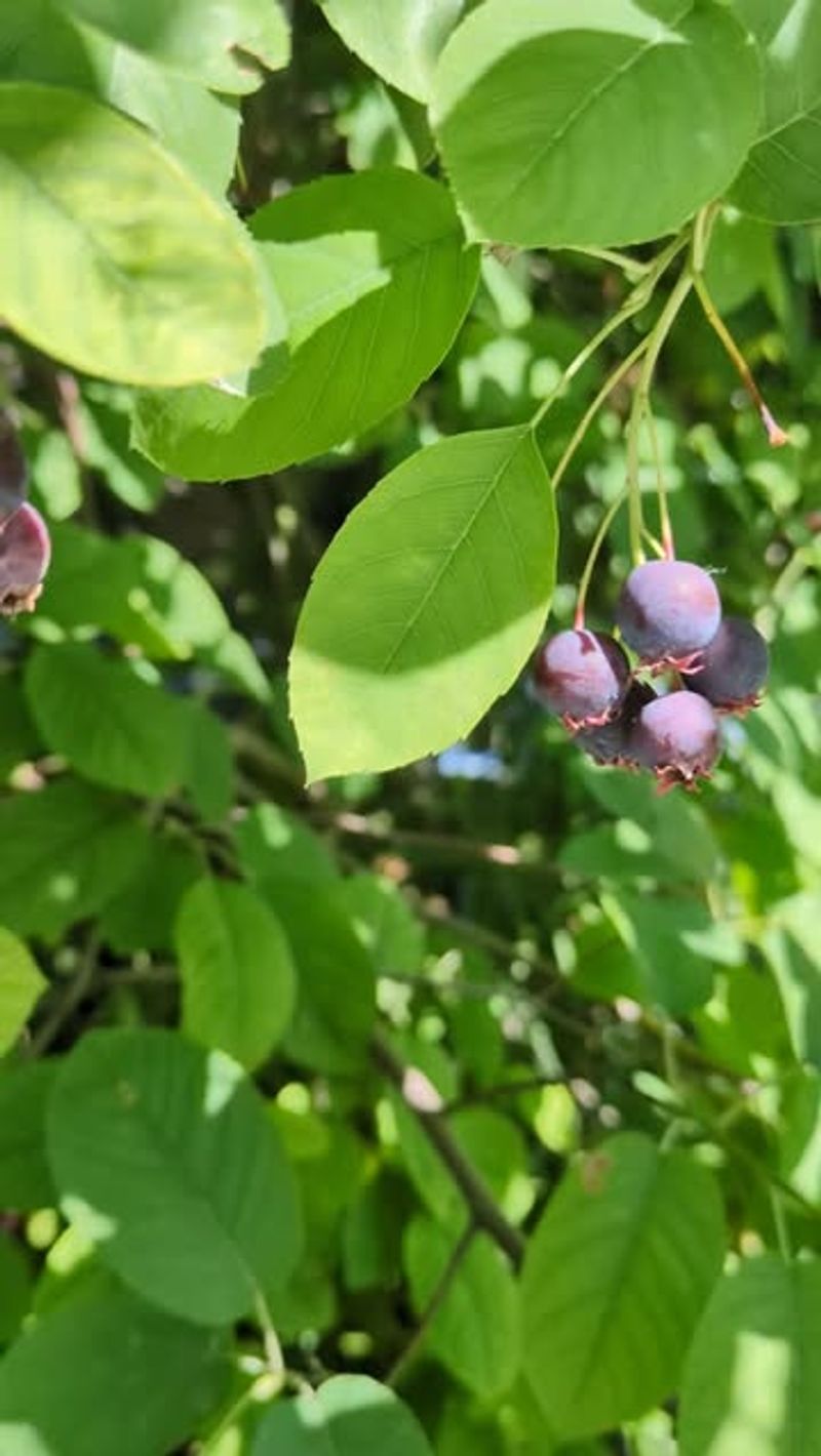 Fussy Gooseberries