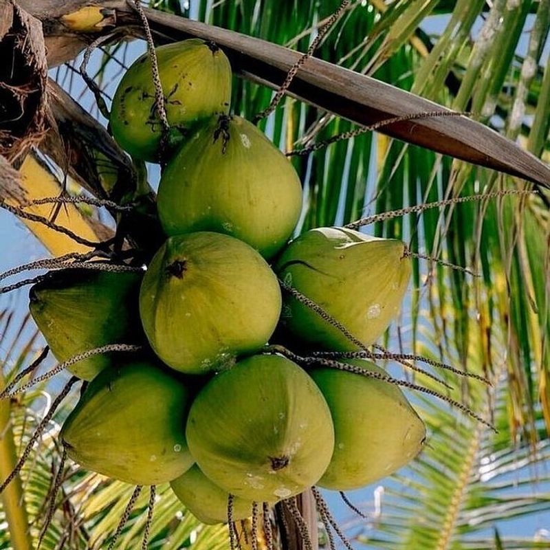 Impractical Coconut Palms