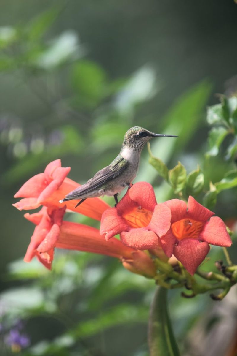 Hummingbird Trumpet