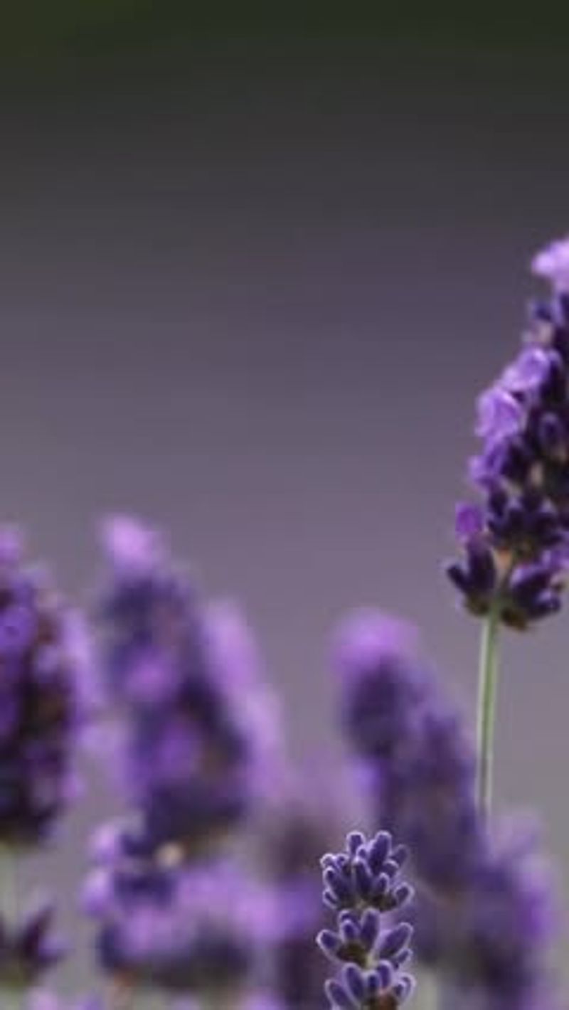 Lavender - The Relaxation Expert