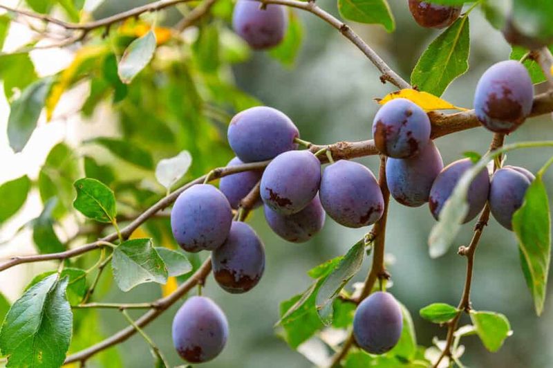 Improved French Prune