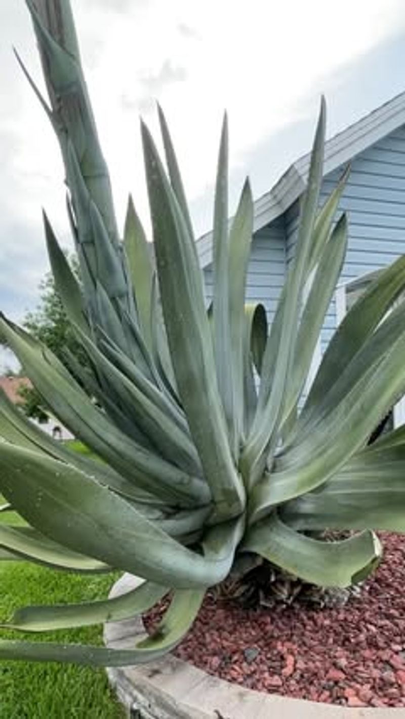 Agave