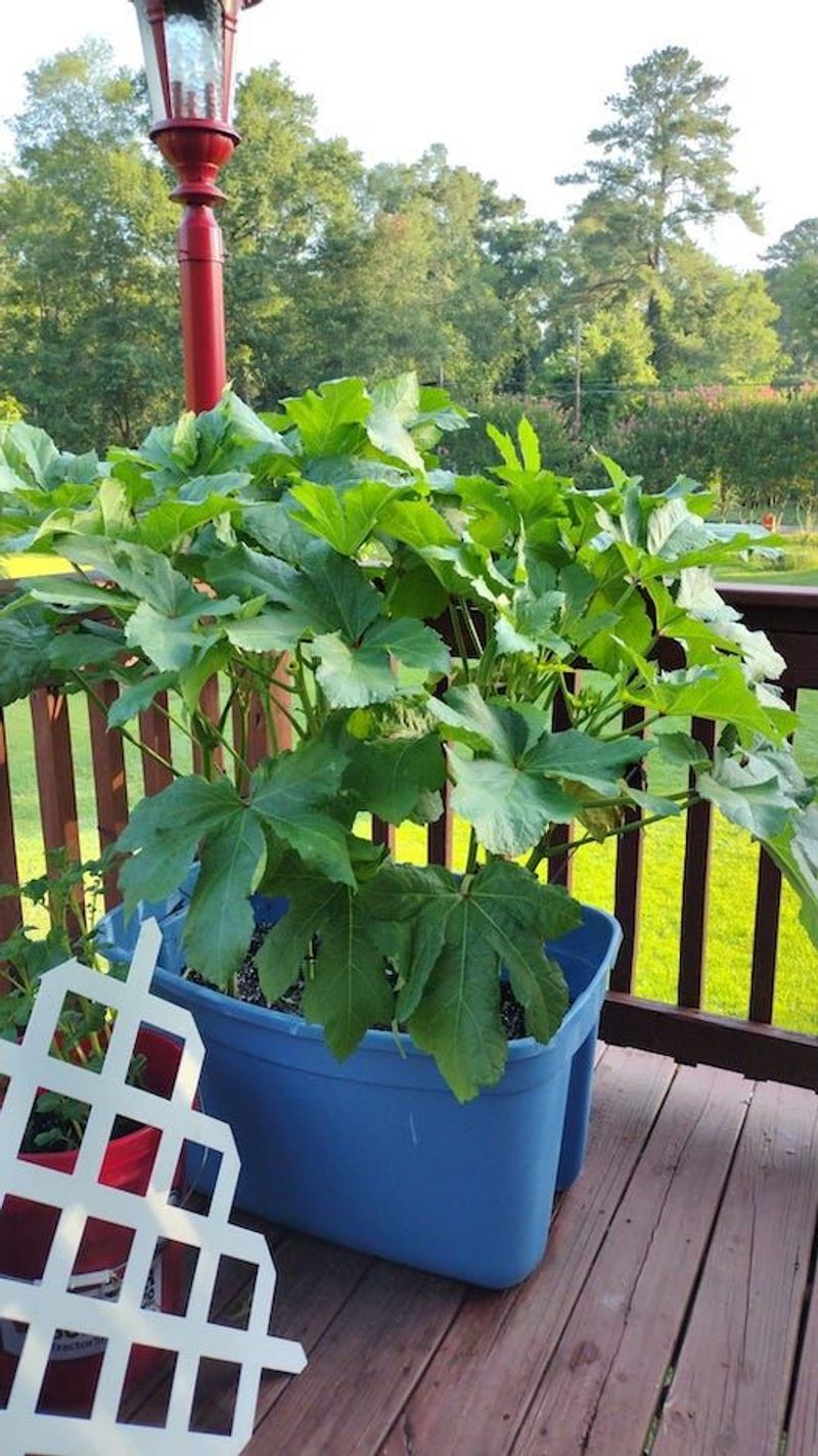 Dwarf Okra and Sweet Alyssum Partnership