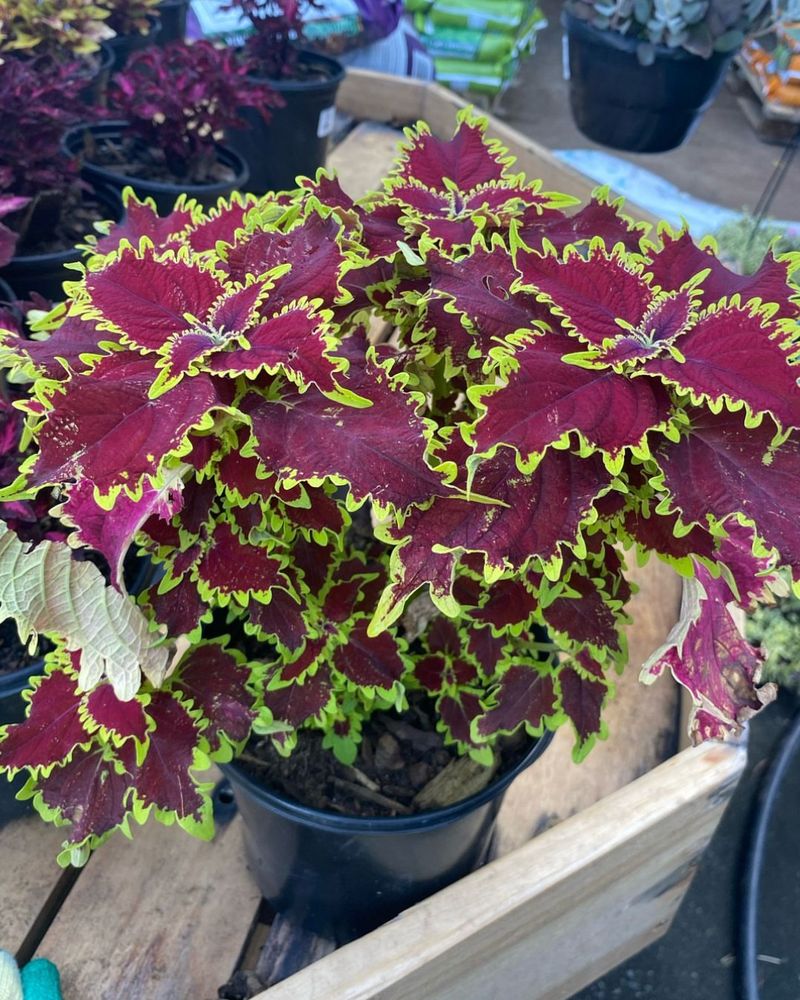 Burgundy Coleus with Lime Green Sweet Alyssum