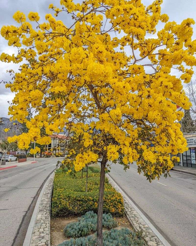 Golden Trumpet Tree