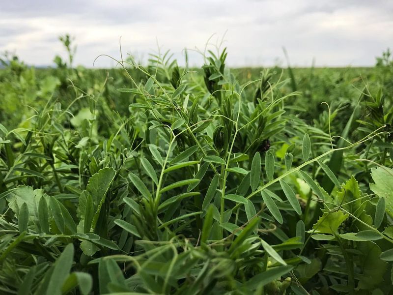 Nitrogen-Fixing Cover Crops
