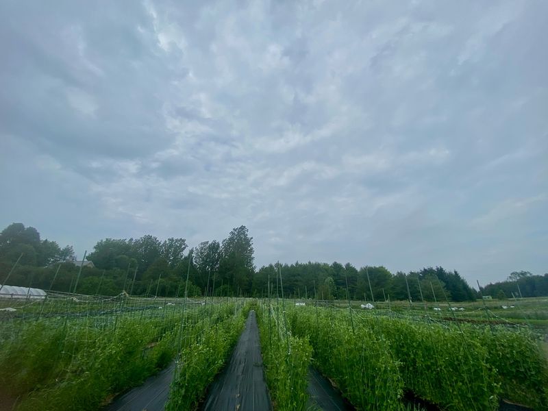 Half-Moon Basins Creating Microclimate Oases
