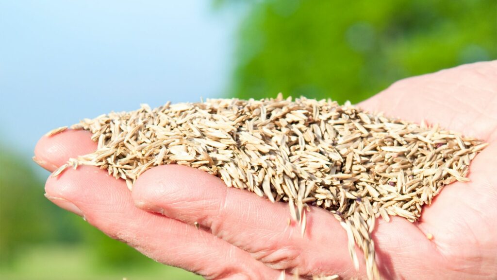 grass seeds