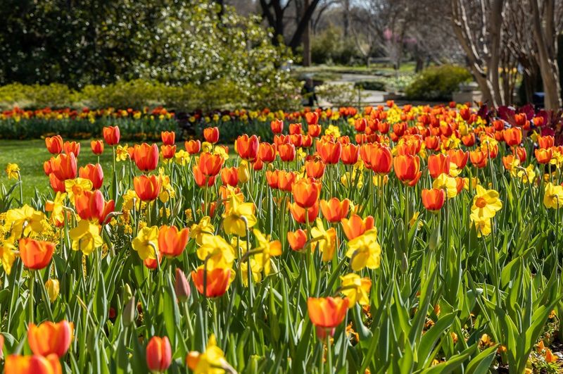 Dallas Arboretum - Texas
