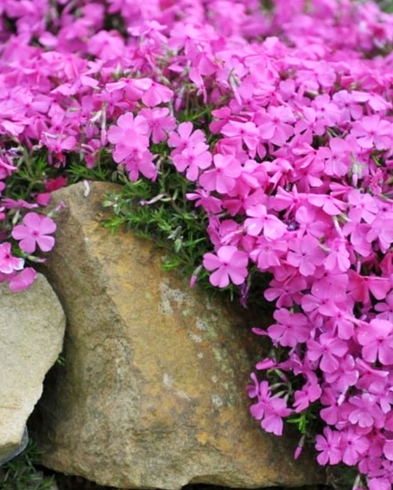 Spreading Creeping Phlox