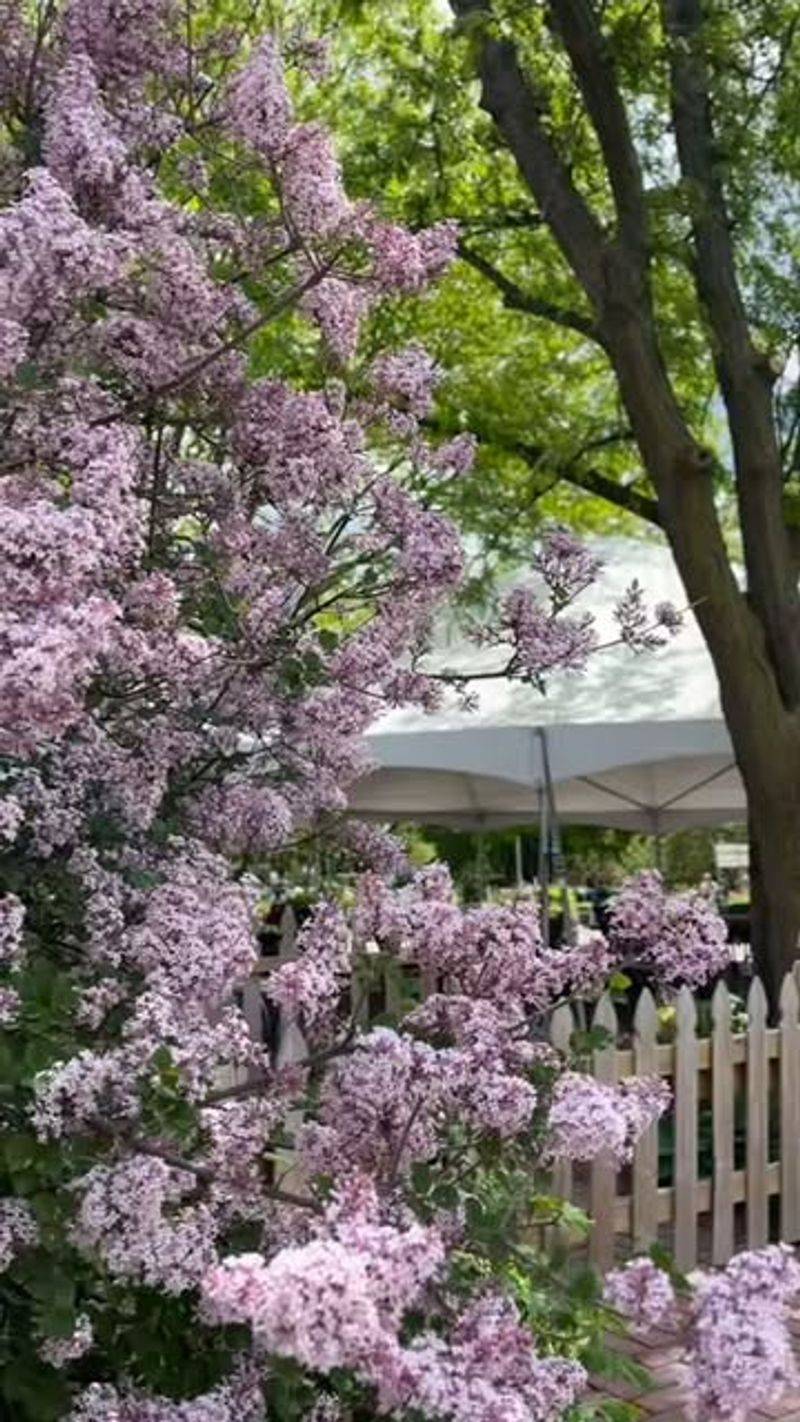 Fragrant Lilacs